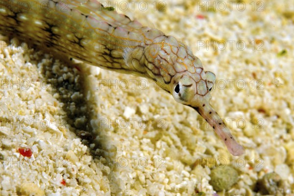 Underwater photo close-up head portrait of Schultz's pipefish (Corythoichthys schultzi), Pacific Ocean, Philippine Sea, Moalboal, Cebu, Visayas, Philippines