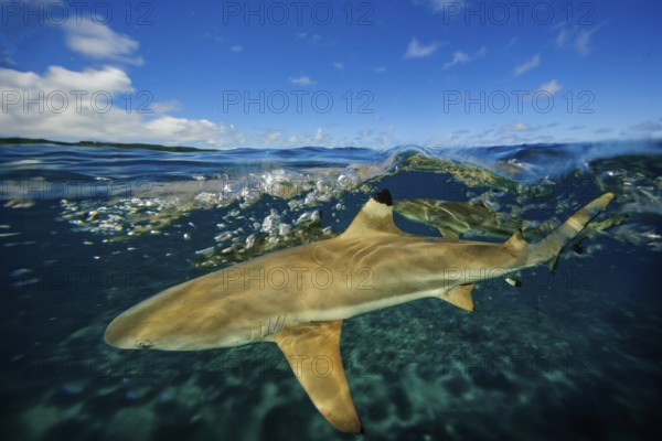 Underwater photo split shot half-and-half shot at sea surface water surface of blacktip reef shark (Carcharhinus melanopterus) blacktip reef shark swims directly in front of viewer angles fin downwards shows threatening gesture is hunting for prey, over-under photo, split-shot split, Pacific Ocean