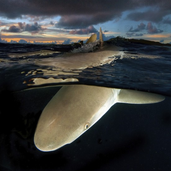 Underwater photo split shot half-and-half shot at sea surface water surface of Grey reef shark (Carcharhinus amblyrhynchos) is hunting for prey after sunset during twilight with evening sky, over-under photo, split-shot split, Pacific Ocean