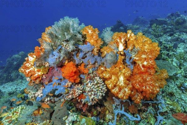 Underwater photo of colourful overgrown coral block with soft corals (Dendronephthya) and hard corals (Scleractinia) in a coral reef habitat threatened by global warming, Pacific, Indonesia