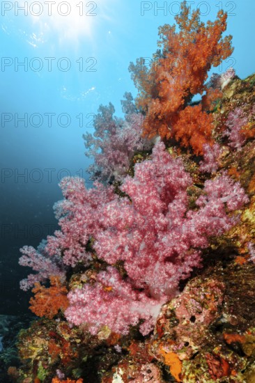 Colourful coral block with colourful soft corals (Dendronephthya) in a coral reef threatened by global warming, above sunlight penetrating through the sea surface, Indian Ocean, Andaman Sea, Phuket, Thailand