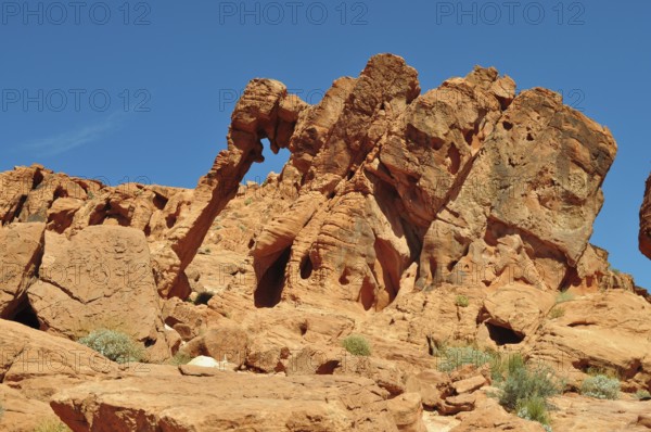 Famous elephant arch rock formation towering under bright blue sky, Valley of Fire State Park, Nevada, USA