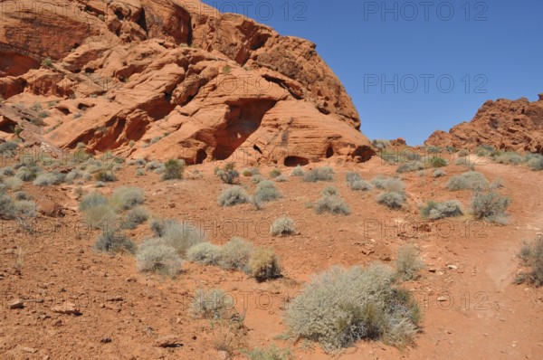 Red desert rocks and shrubs under a bright blue sky, Valley of Fire State Park, Nevada, USA