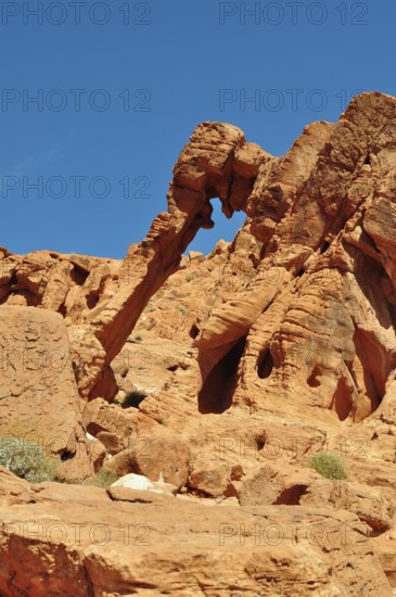 Close-up of the elephant bow, a remarkable rock formation in the desert, Valley of Fire State Park, Nevada, USA