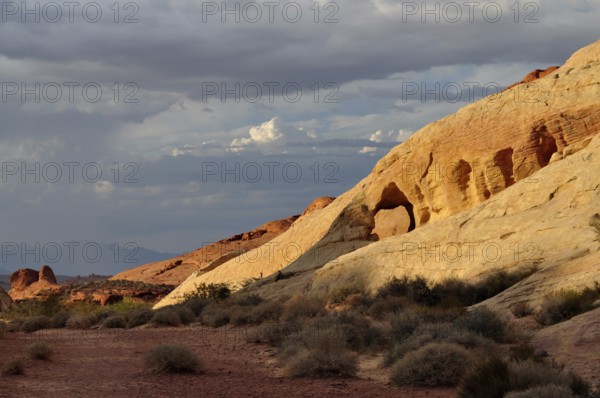 Landscape with yellow and red rocks and sparse vegetation in evening light, Valley of Fire State Park, Nevada, USA