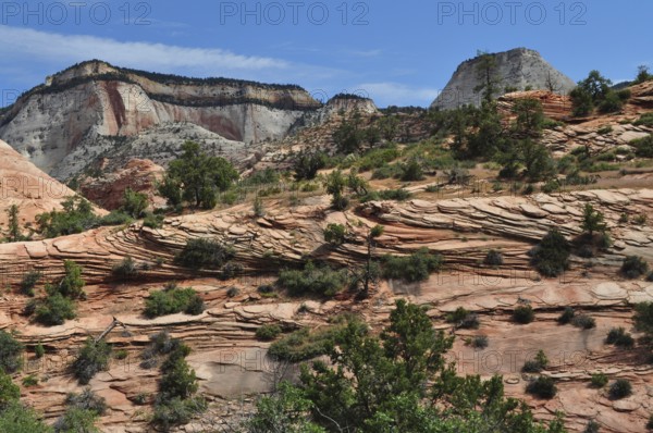 Ribbed rock structures with vegetation under a clear sky in a mountainous landscape, Zion National Park, Utah, USA