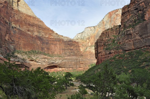 Deep valley view with red rock walls and green vegetation in the foreground, Zion National Park, Utah, USA