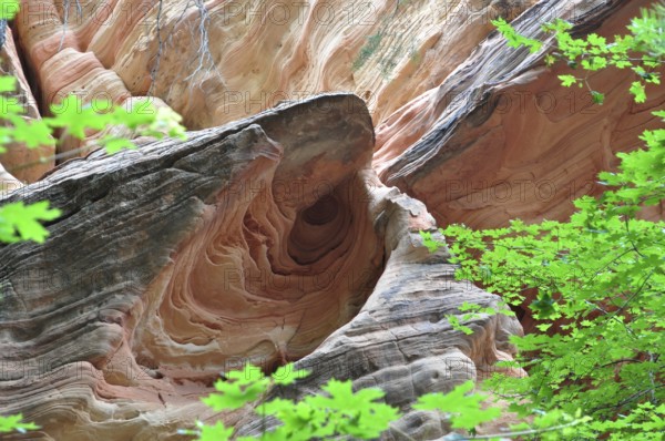 Fascinating rock formation with red sandstone surrounded by green leaves, Zion National Park, Utah, USA