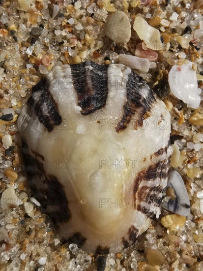 Large mussel shell (bivalvia) with stripes in the sand, detailed nature view on the beach, Algarve, Portugal