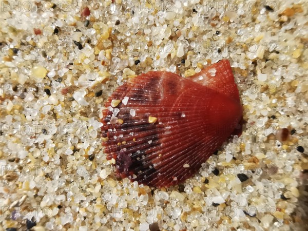 Shiny red mussel shell (bivalvia) in the sand, natural environment on the beach, Algarve, Portugal