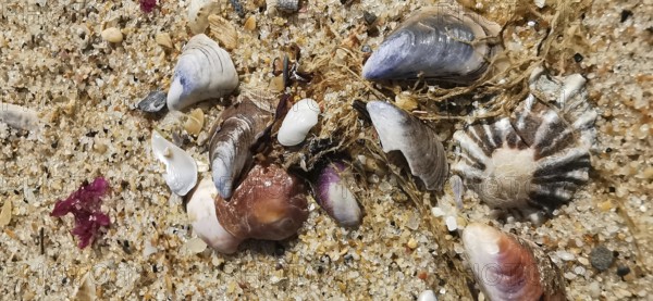 Mussels (bivalvia) and shells scattered in the sand on a beach, natural colours and textures, Algarve, Portugal