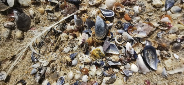 Variety of mussels (bivalvia) and feathers scattered on sandy soil, Algarve, Portugal