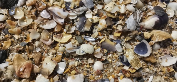 Various mussels (Bivalvia) and shells spread out on sand, Algarve, Portugal