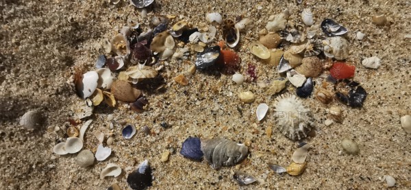 Various small shells (bivalvia) in bright colours scattered on sand, Algarve, Portugal