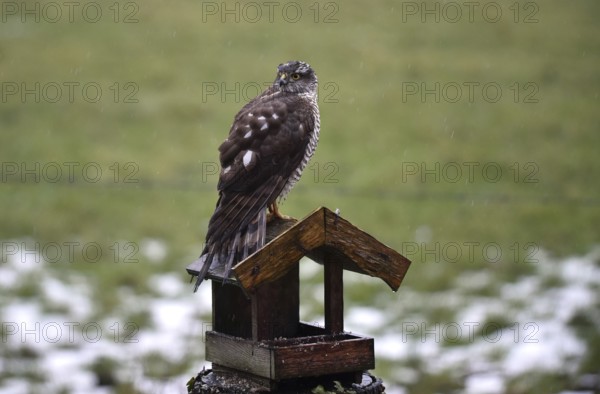 Sparrowhawk (Accipiter nisus) sitting on a birdhouse in the rain, Schleswig-Holstein, Germany