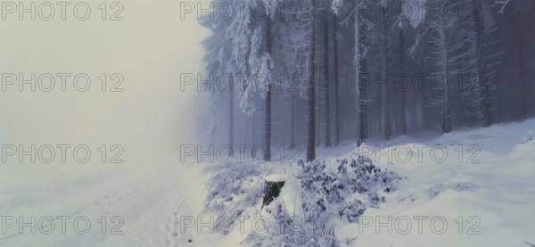 Snowy forest floor with foggy, quiet winter trees, winter, hiking in the Thuringian Forest nature park Park