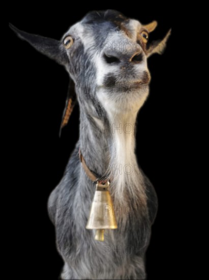 Goat (caprae) with bell posing in front of black background, Albania