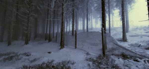 A wire fence separates the frosty forest in winter darkness, winter, hiking in the Thuringian Forest nature park Park
