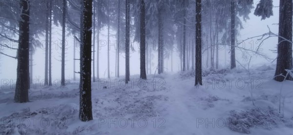 Foggy winter forest with snow-covered trees at dusk, winter, hiking in the Thuringian Forest nature park Park