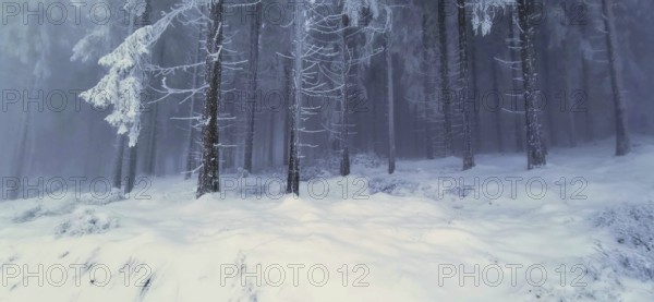 Snow-covered forest with frosty trees in winter, winter, hiking in the Thuringian Forest nature park Park