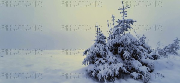 Snowy conifers in a foggy winter landscape, hiking on the Rennsteig, Thuringian Forest nature park Park