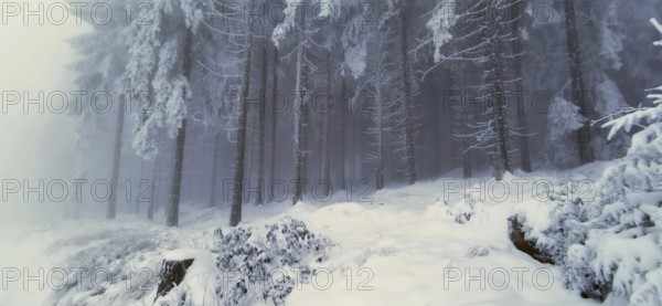 Snowy and frosty forest provides a quiet, cold atmosphere, winter, hiking in the Thuringian Forest nature park Park