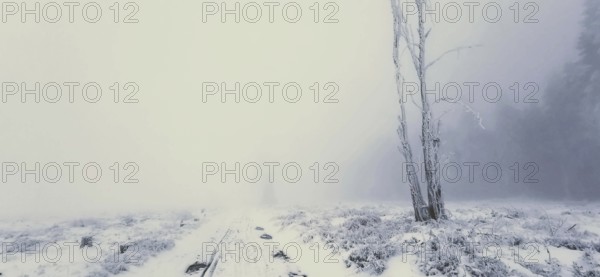 A lonely tree stands in a foggy, snowy winter field, winter hiking, Rennsteig, Thuringian Forest nature park Park