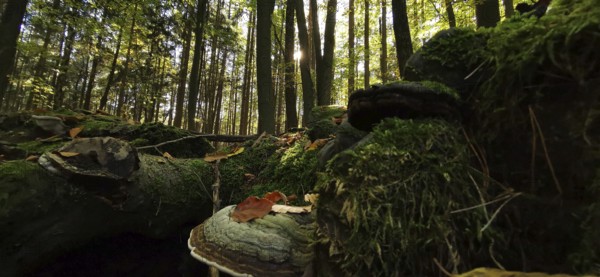 Illuminated forest, mystical, atmospheric atmosphere with sun rays and thick moss, tree sponges, mushroom in the foreground, hiking in the Thuringian Forest nature park Park, Thuringia