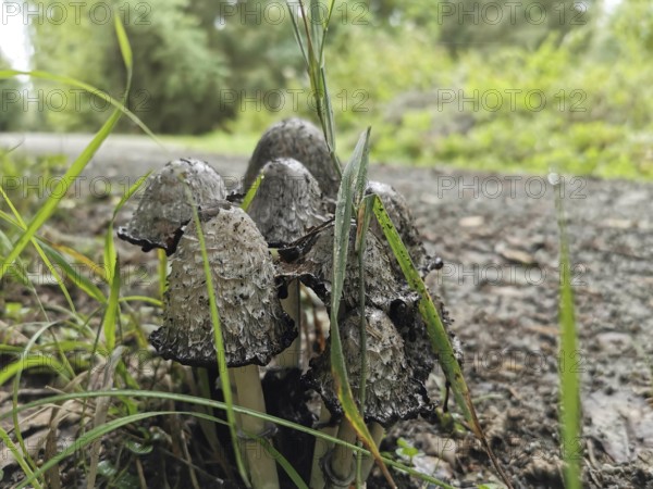 Mushrooms, tintlings (coprinus) grow on the edge of the path with grass and soil, Franconian Forest nature park Park