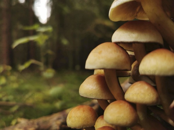 Close-up of mushrooms, stick sponges (kuehneromyces mutabilis) in the forest against a blurred background, Franconian Forest nature park Park
