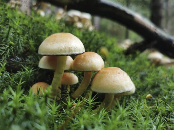 Close-up of Sulphur tuft (hypholoma fasciculare), mushrooms standing in green moss in a forest, Franconian Forest nature park Park