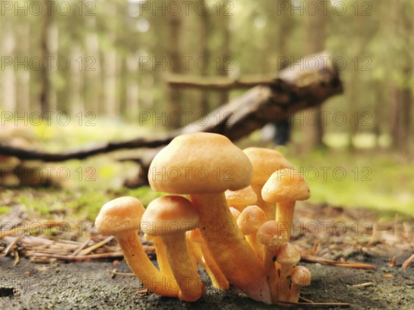 Group of Golden needle mushrooms (Flammulina velutipes) on forest floor with wooden trunks in the background, Franconian Forest nature park Park