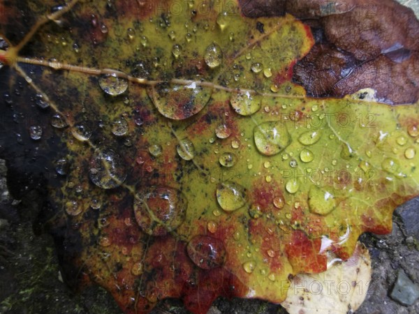 Close-up details of a colorful autumn leaf with drops of water, Frankenwald nature park Park