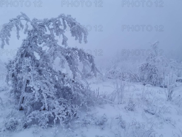 A frost-covered, foggy winter landscape with snow-covered trees, winter, hiking in the Thuringian Forest nature park Park