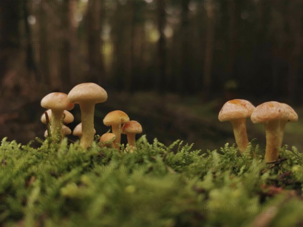 Small group of Golden needle mushrooms (Flammulina velutipes) in moss in the shady forest, Franconian Forest nature park Park