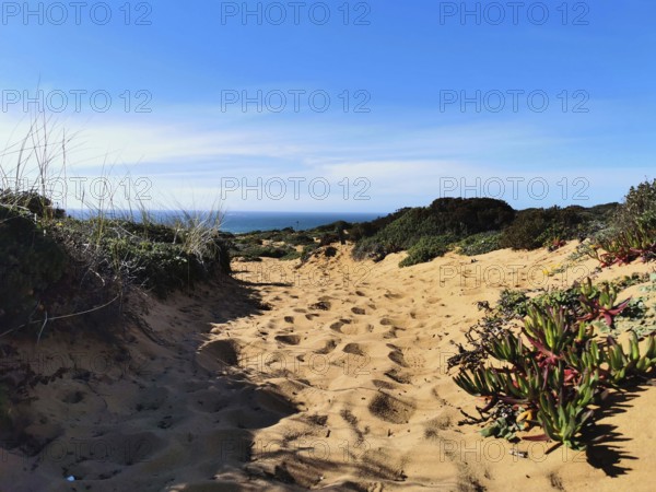 A sandy trail leads through dense plants, reveals the bright blue sky in the background, hiking on the Fisherman's Trail, Algarve, Portugal