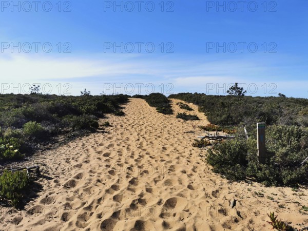 Sandy trail through thick vegetation with clear sky in the background, quiet atmosphere, hiking on the Fisherman's Trail, Algarve, Portugal
