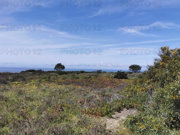 Extensive meadow landscape with colorful wildflowers and blue sky, natural surroundings, hiking on the Fisherman's Trail, Algarve, Portugal
