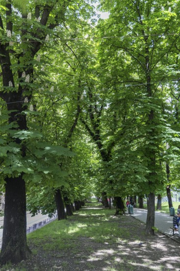 Chestnut Avenue (Castanea), Lviv, Ukraine