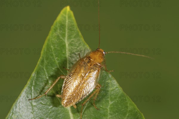 Bechstein's forest cockroach (Ectobius vittiventris) sitting on a green leaf in a natural environment, Baden-Württemberg, Germany