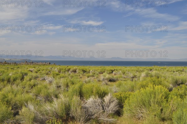 A hilly riparian landscape with shrubs, yellow rabbitbrush (Chrysothamnus vicidiflorus), a lake, Natron Lake, and a soft sky full of clouds, Mono Lake, California, USA