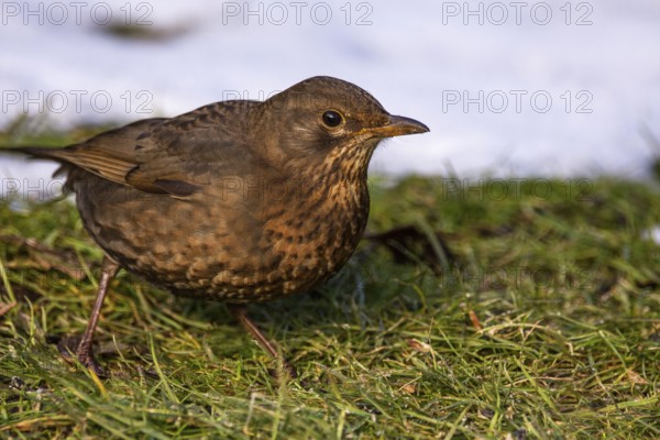 Female blackbird (Turdus merula) foraging in the countryside at the edge of a snow-covered area, Baden-Württemberg, Germany