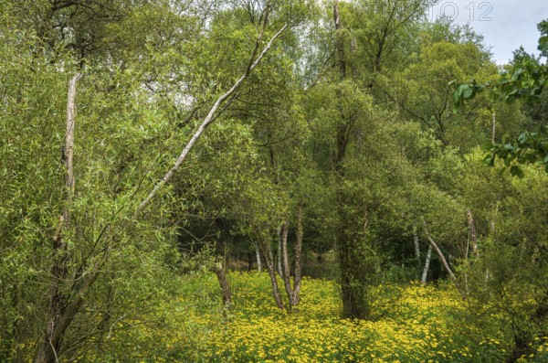 Picturesque landscape and vegetation in the Königsbrücker Heide Nature Reserve, former Soviet Army training area, Königsbrück, West Lusatia, Saxony, Germany. Picturesque landscape and vegetation in the Königsbrücker Heide Nature Reserve, former Soviet Army Training Area, Königsbrück, West Lusatia, Saxony, Germany