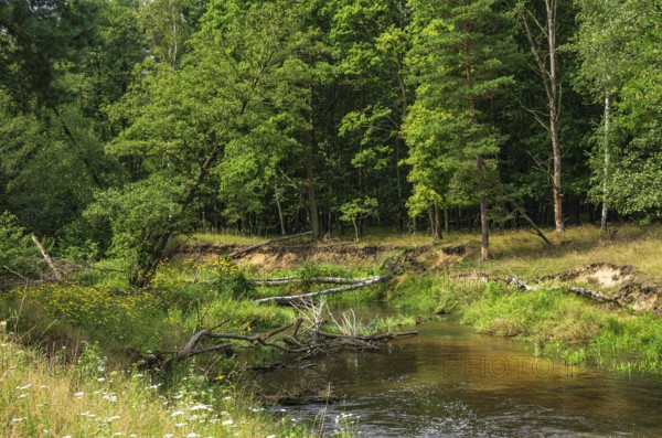 The Pulsnitz river in a picturesque landscape in the Königsbrücker Heide Nature Reserve, former Soviet Army training ground, Königsbrück, West Lusatia, Saxony, Germany. The Pulsnitz Rivulet in the picturesque landscape of the Königsbrücker Heide Nature Reserve, former Soviet Army Training Area, Königsbrück, West Lusatia, Saxony, Germany