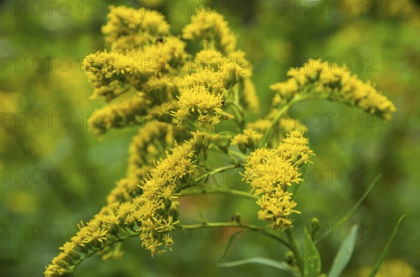 The giant goldenrod, Solidago gigantea, a neophyte from North America, has become native to the Königsbrücker Heide Nature Reserve, former Soviet Army training ground, Königsbrück, West Lusatia, Saxony, Germany. The Giant Goldenrod, Solidago Gigantea, a neophyte form Norht America has become native to the Königsbrücker Heide Nature Reserve, former Soviet Army Training Area, Königsbrück, West Lusatia, Saxony, Germany