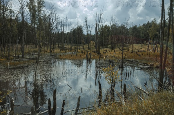 Pristine swamp area in the Königsbrücker Heide Nature Reserve, former Soviet Army training area, Königsbrück, West Lusatia, Saxony, Germany. Primeval Swamp in the Königsbrücker Heide Nature Reserve, former Soviet Army Training Area, Königsbrück, West Lusatia, Saxony, Germany