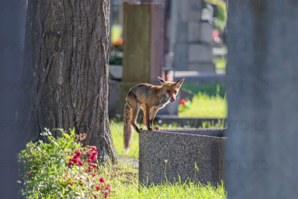A mature red fox (Vulpes vulpes) stands on the edge of a water basin in a cemetery on a sunny day to drink. Vienna, Austria