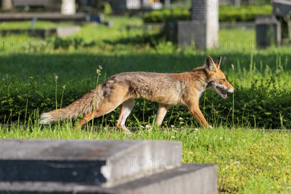 A mature red fox (Vulpes vulpes) runs across green grass between graves in a cemetery on a sunny day. Vienna, Austria