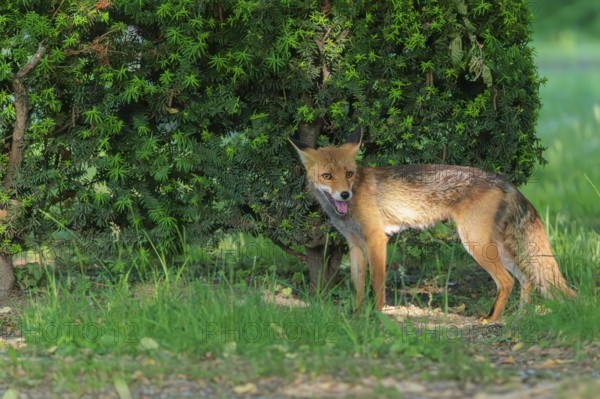 A mature red fox (Vulpes vulpes) stands next to a hedge in a cemetery on a sunny day. Vienna, Austria