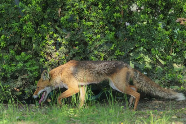 A mature red fox (Vulpes vulpes) runs along a hedge in a cemetery on a sunny day. Vienna, Austria